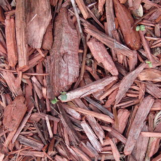 cobertura do solo / mulch
