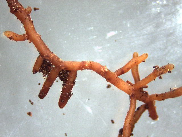 ectomicorriza