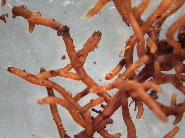 ectomicorriza
