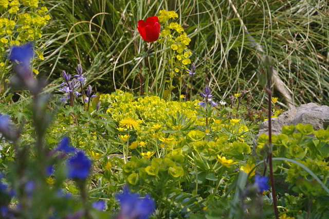 flores e rocha