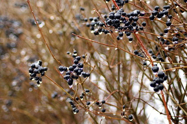frutos do alfenheiro