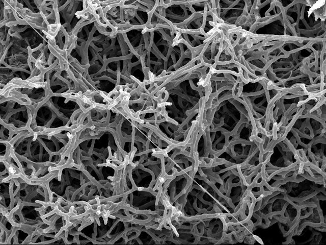 hyphae