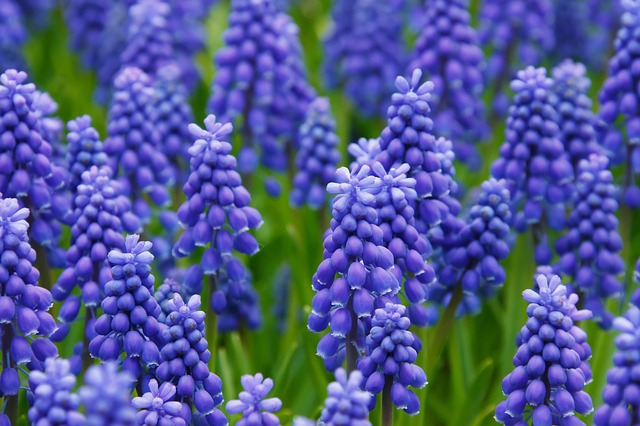 Jacinto - flores