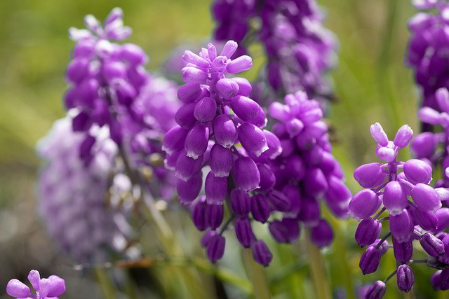 Jacinto - flores