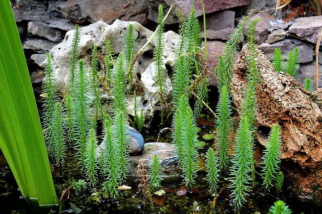 jardim com rochas