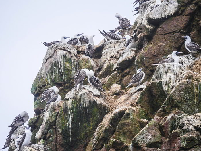 guano - aves marinhas