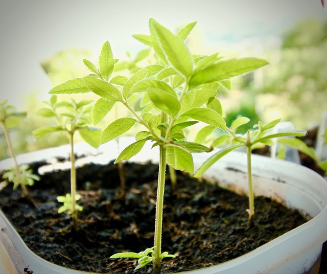 planta em vaso