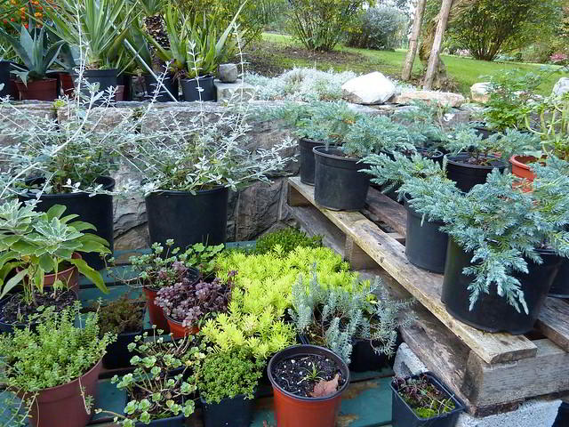 vasos com plantas