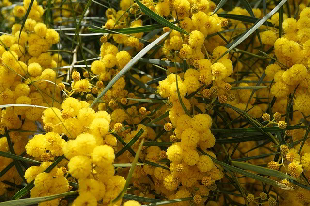 Flores da Acacia Baileyana