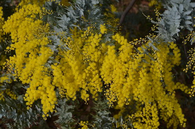 Flores da Acacia Baileyana