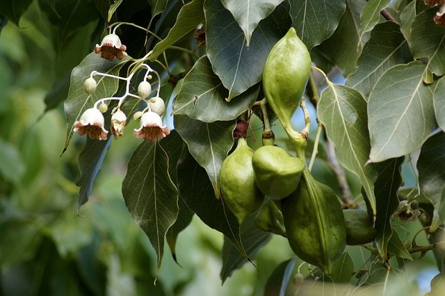 brachychiton-populneus