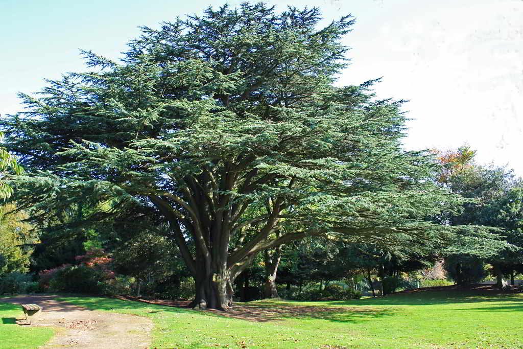 Cedro do Líbano