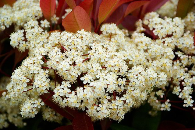 flores da fotínia