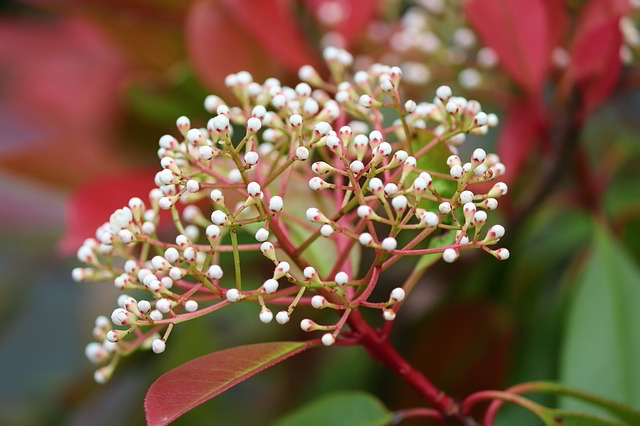 flores da fotínia