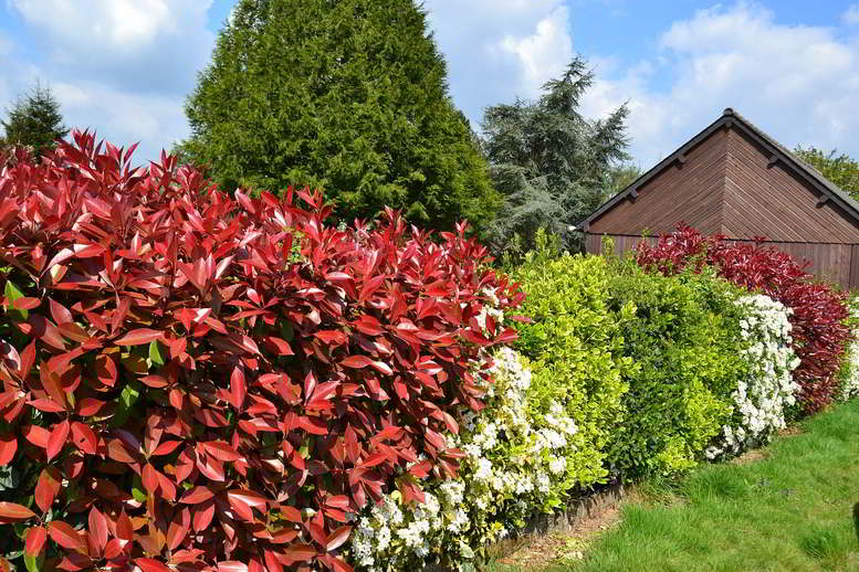 Decore o seu jardim com a fotínia, o arbusto vermelho perfeito para formar sebes