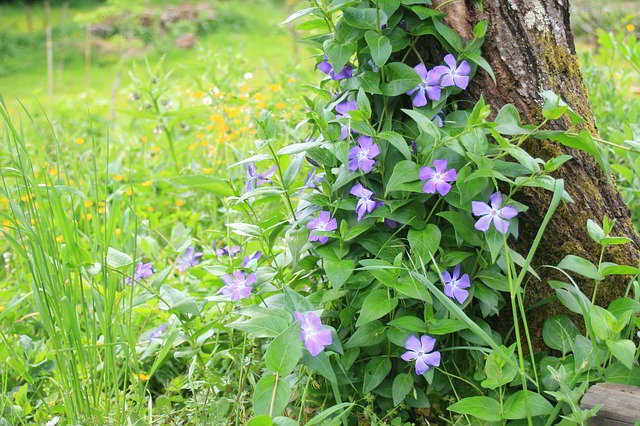 vinca junto a árvore