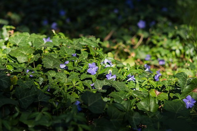 vinca atapetada