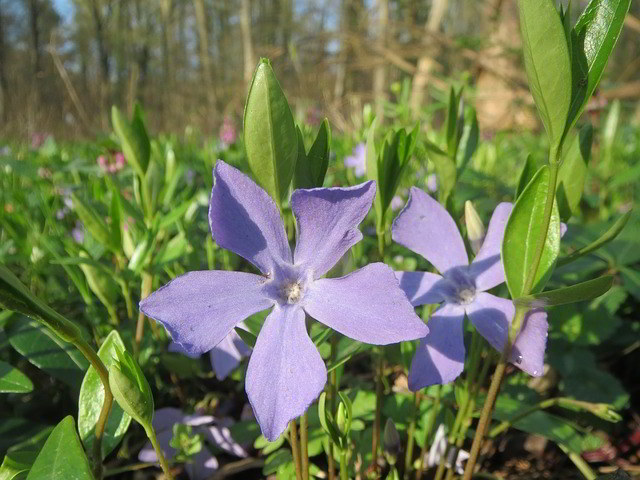 vinca-minor