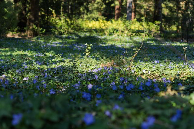 vinca rastejante