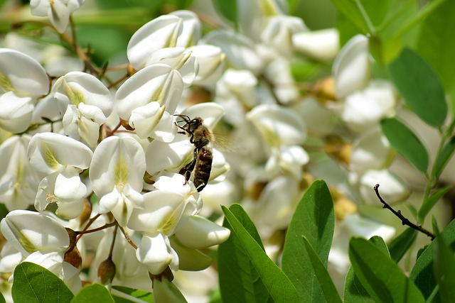 Robínia - flores a serem polenizadas por abelha