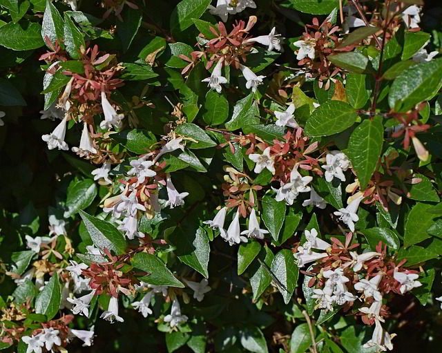 abelia grandiflora