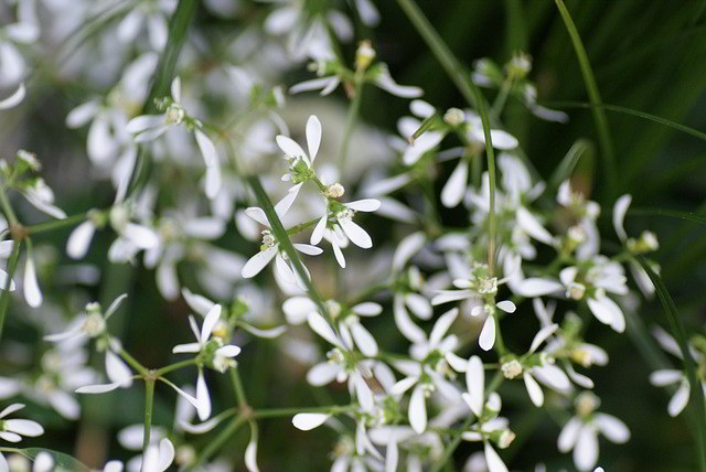 eufórbias com flores brancas