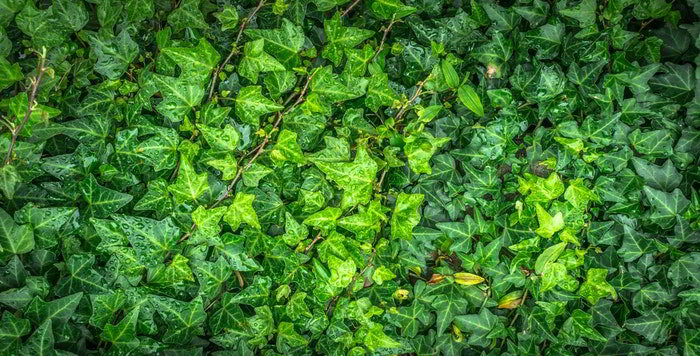 Descubra cinco plantas de inverno ideais para decorar o seu jardim.